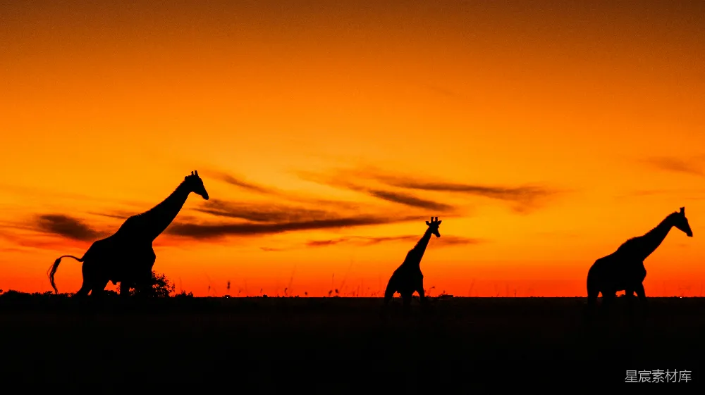 高清摄影 夕阳下两个人站在草地上的轮廓