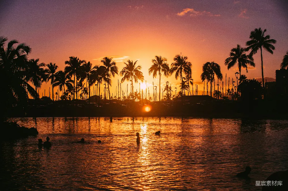 高清摄影 夕阳下的椰子树轮廓图象