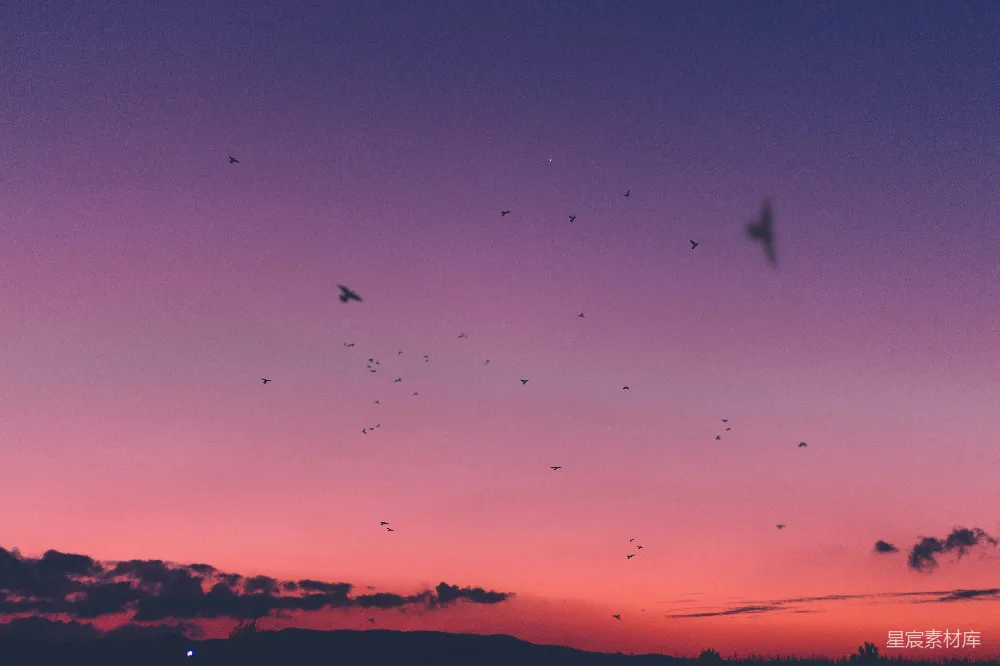 高清摄影 夕阳下的飞翔鸟儿