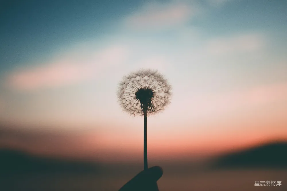 高清摄影 手持蒲公英花的人