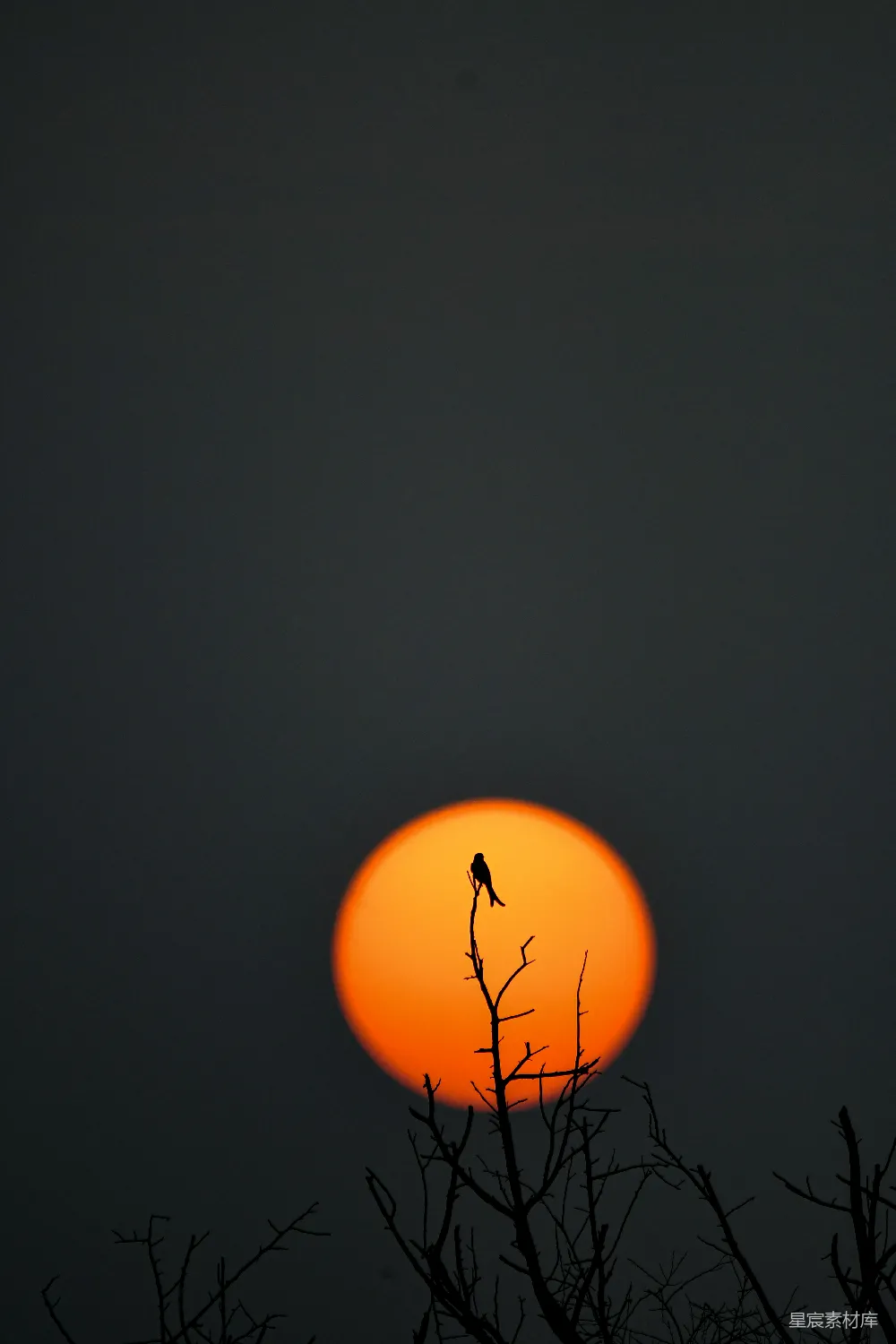 高清摄影 鸟站在一棵树的枝头上，夕阳西下。