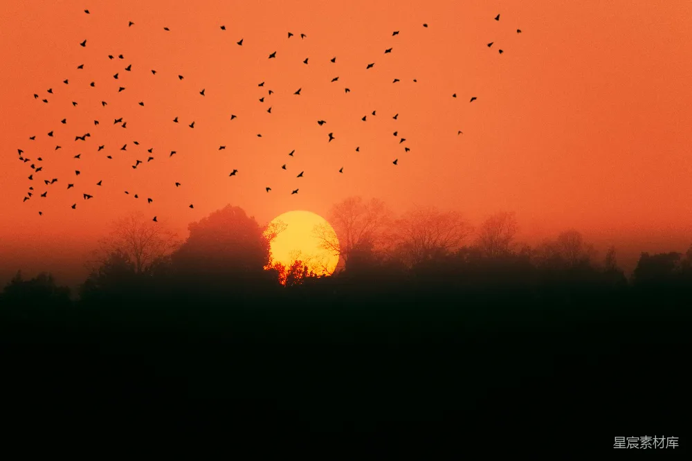 高清摄影 夕阳下林间飞鸟的剪影队列