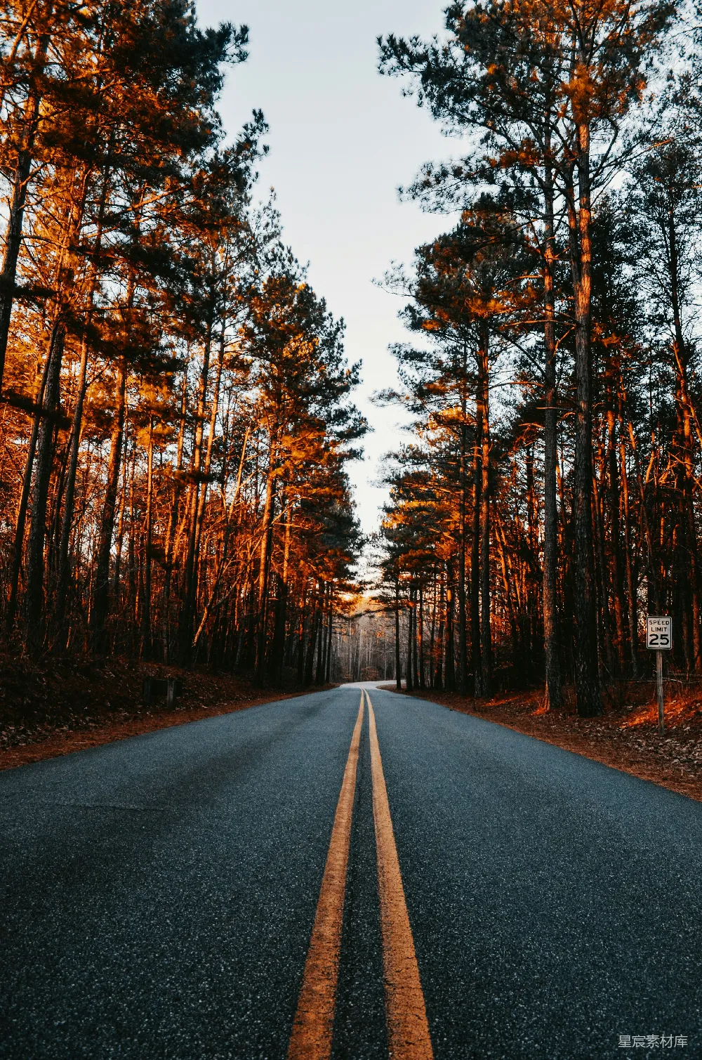 高清摄影 森林中一条空旷的道路