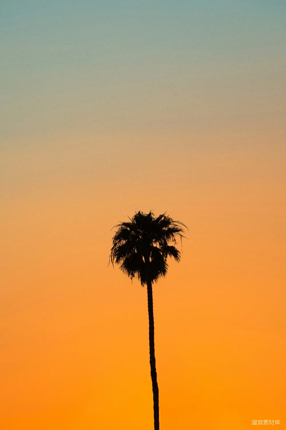 高清摄影 棕榈树在夕阳中形成剪影