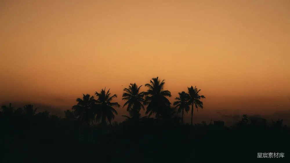 高清摄影 壁纸 旅行 实验性 自然 夕阳西下，棕榈树在 foreground 显现。