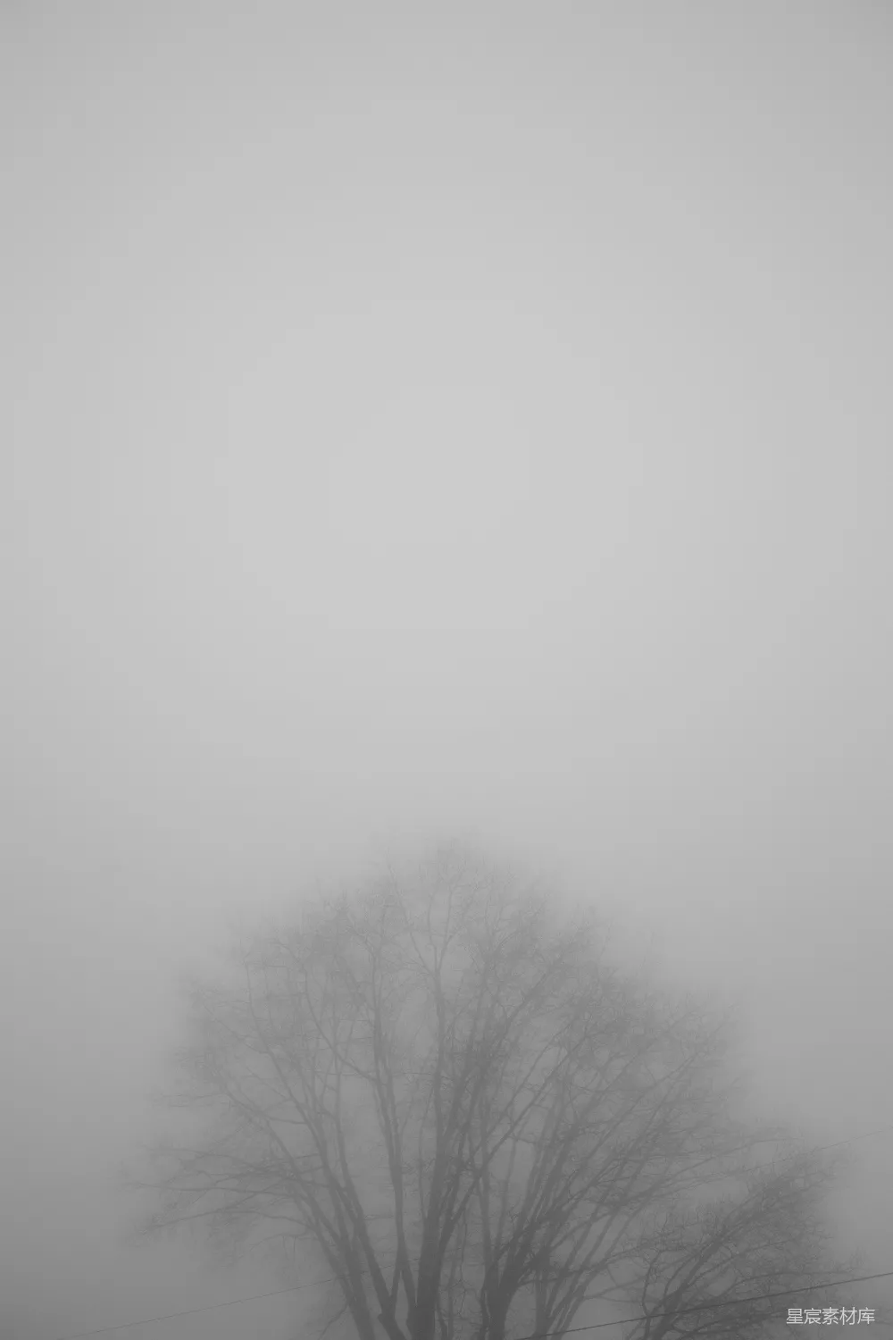高清摄影 雾中的枯树