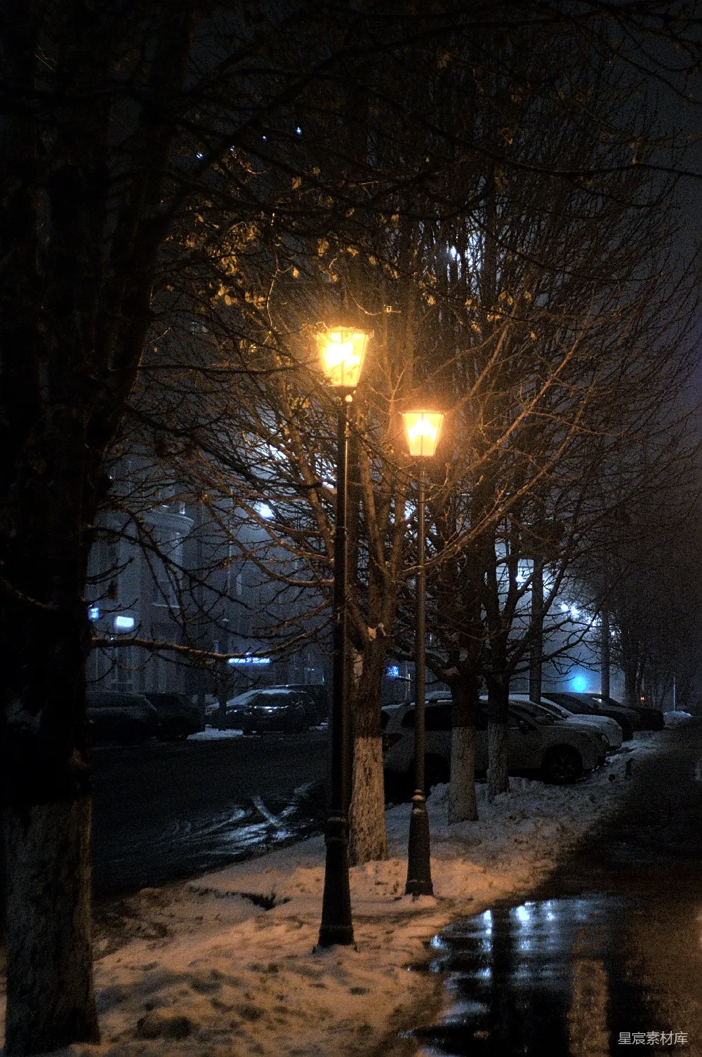 高清摄影 夜间路旁的裸树