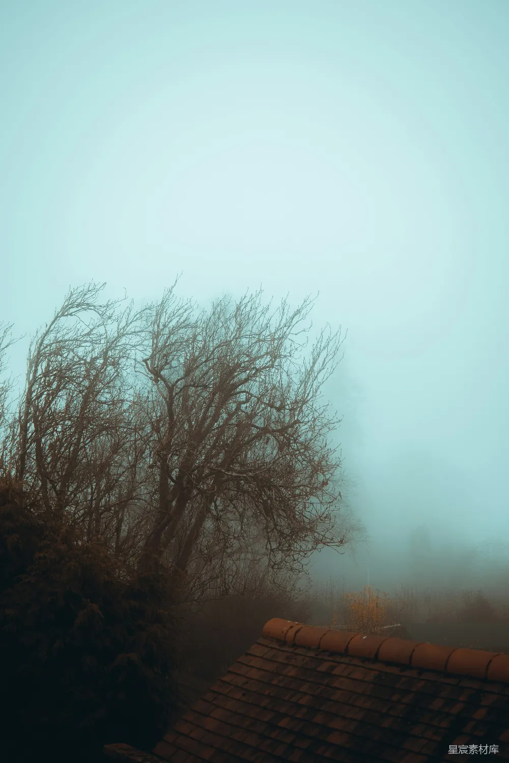 高清摄影 雾天，树荫在前景。