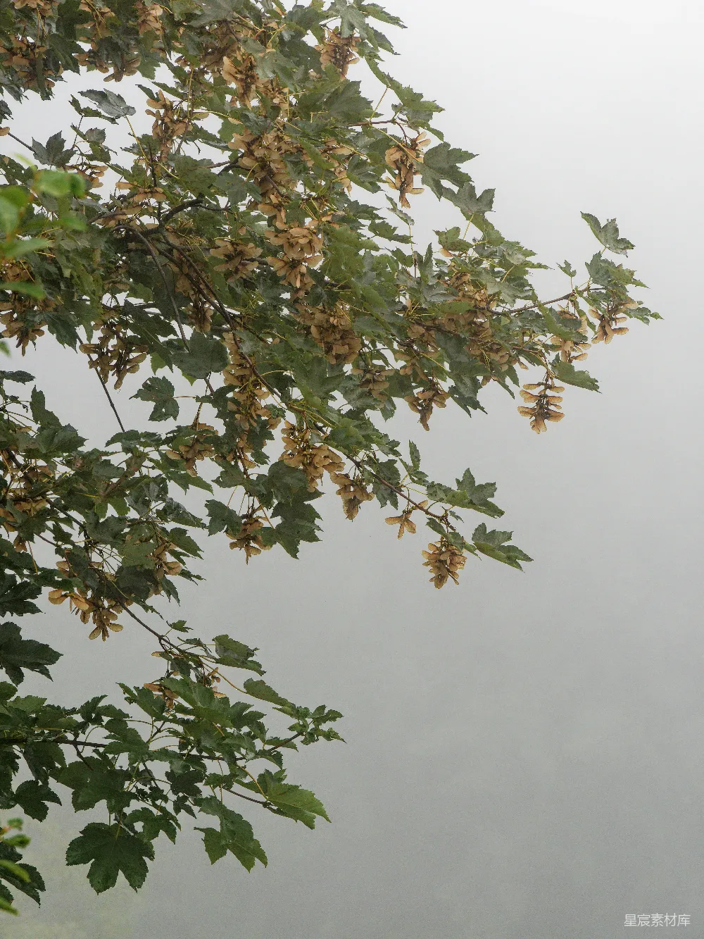 高清摄影 带叶子的树