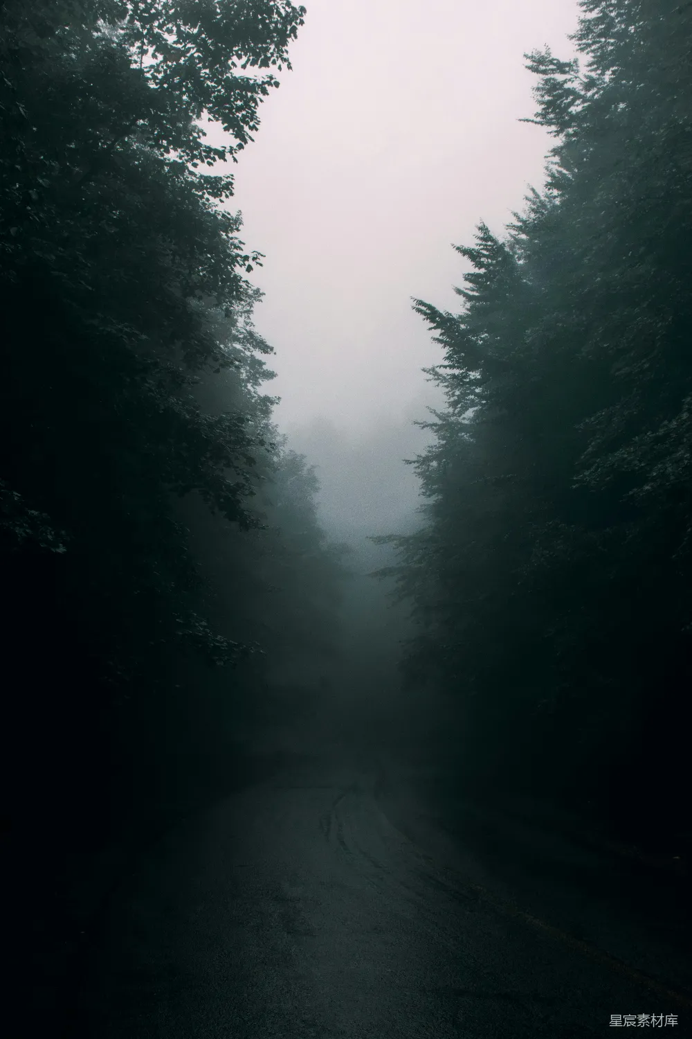 高清摄影 雾中围绕着树木的黑暗道路