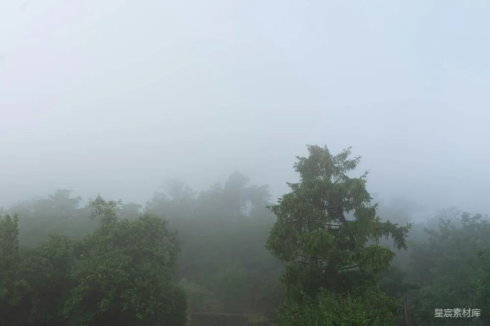 高清摄影 树林中的一个雾天