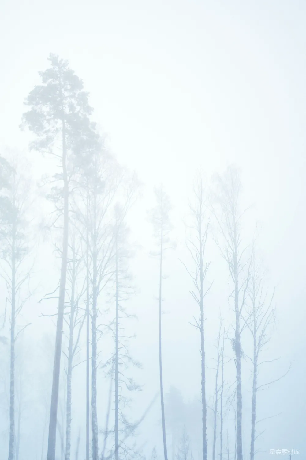 高清摄影 白天树木覆雪