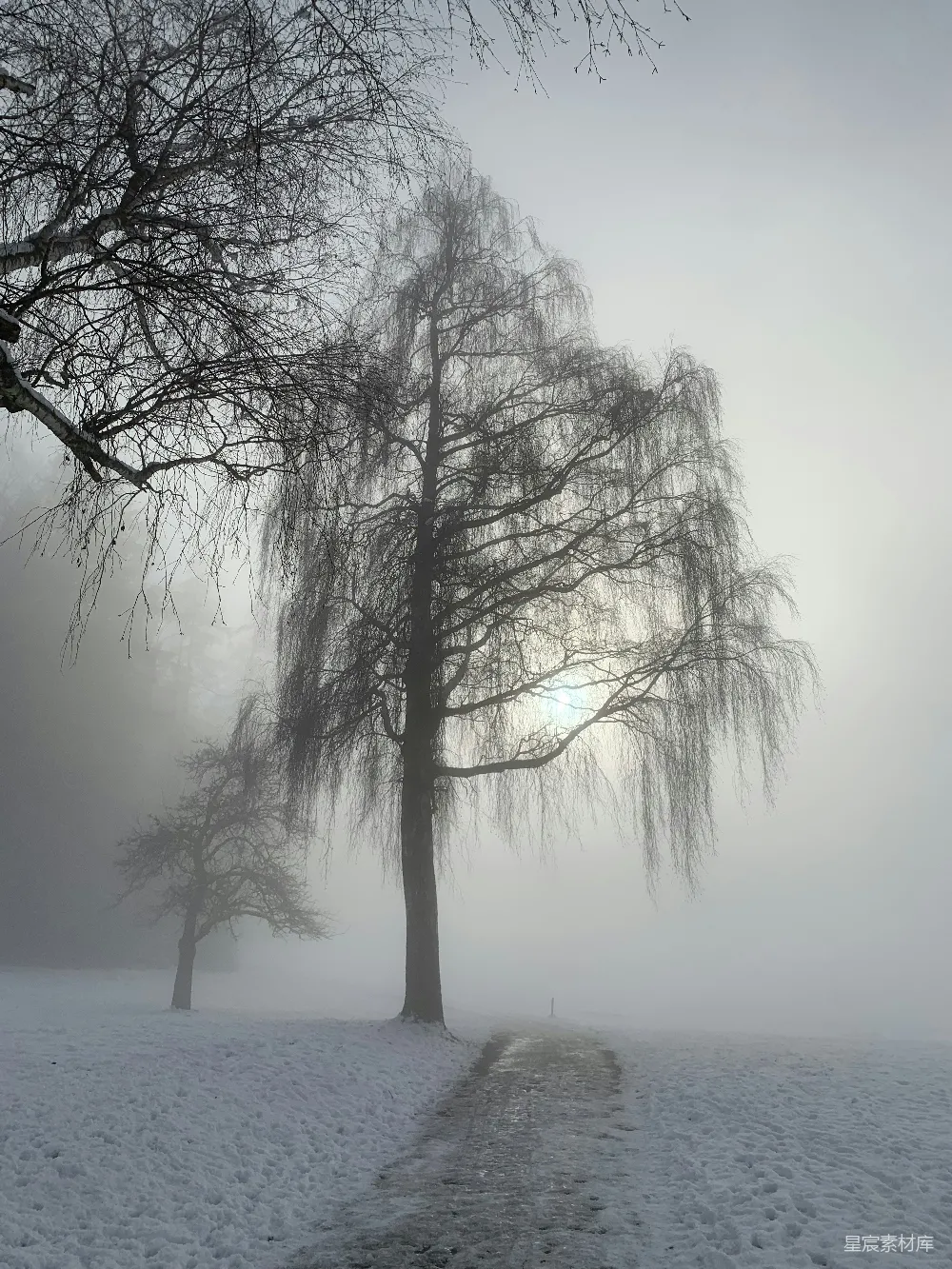 高清摄影 两树在雪中，阳光穿透雾气