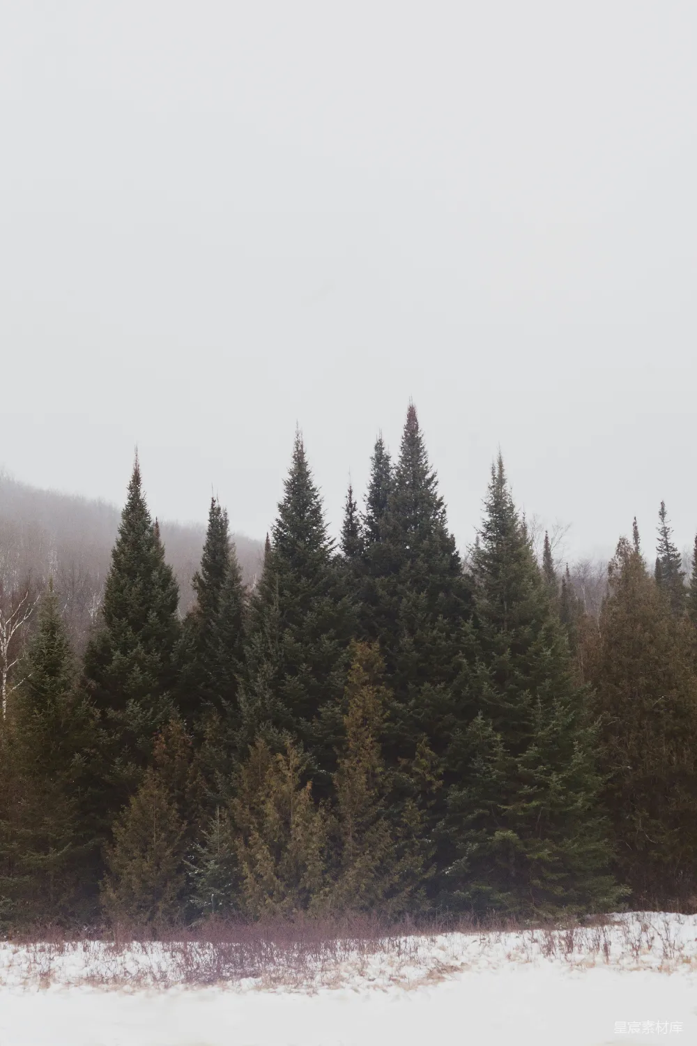 高清摄影 雪地里的一群树木