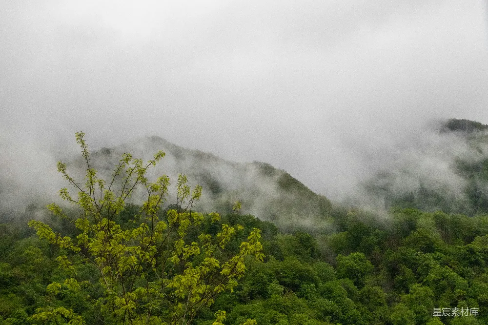 高清摄影 云雾覆盖下的山景和树木的一角