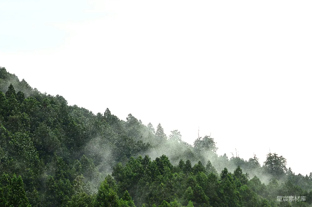 高清摄影 白天的森林