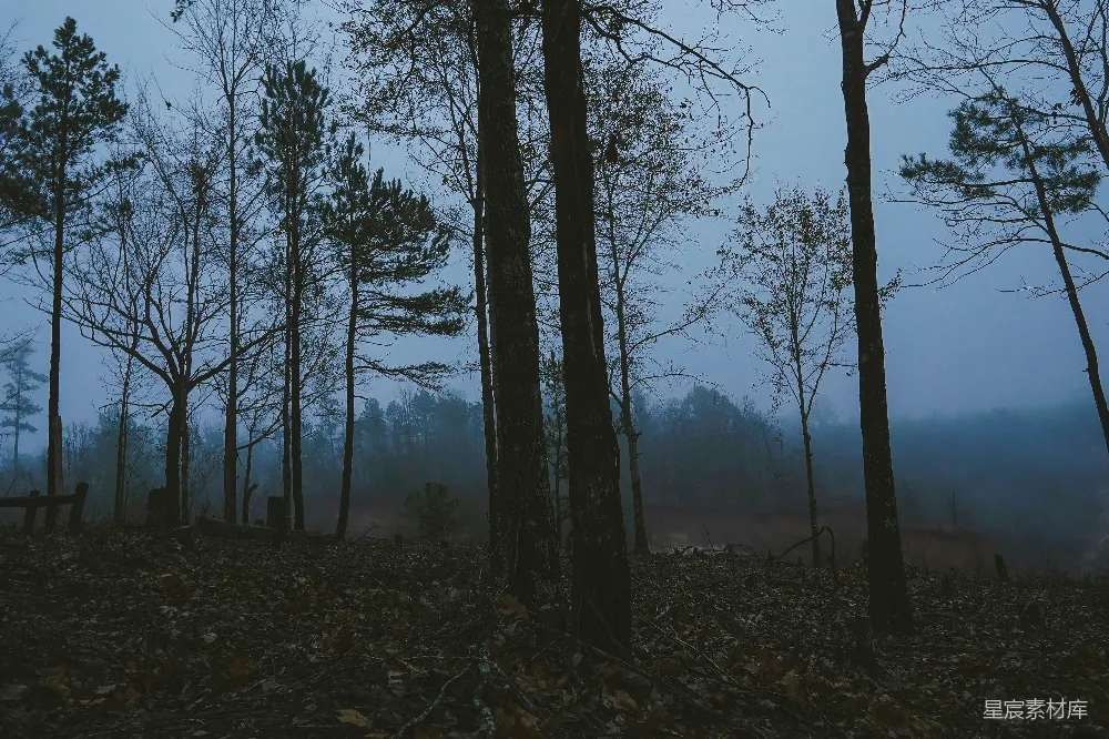 高清摄影 白天绿树丛生的褐色草地上