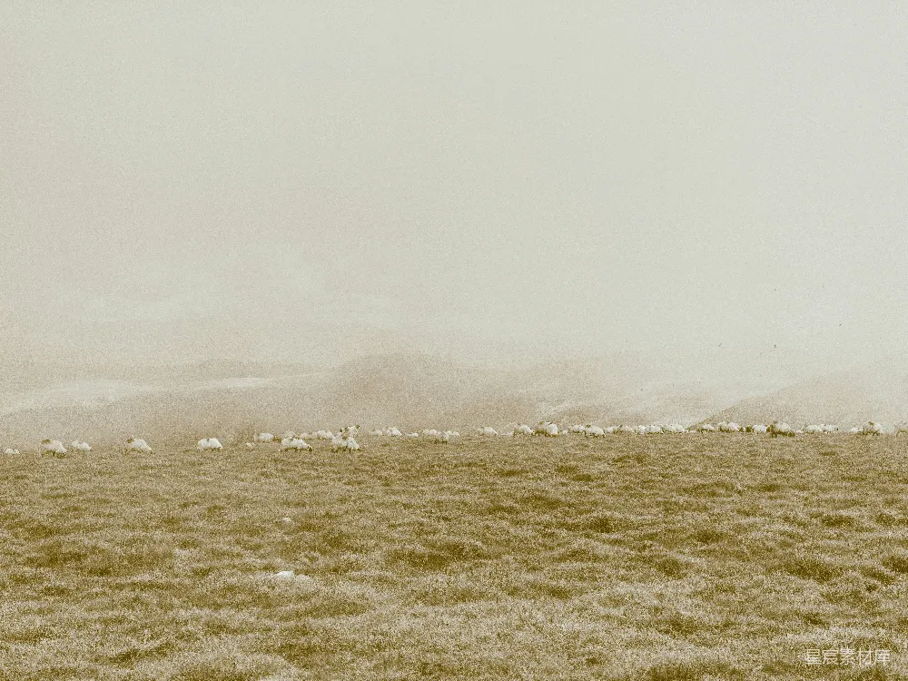 高清摄影 雾天里的绿草 fields with green grass under foggy weather