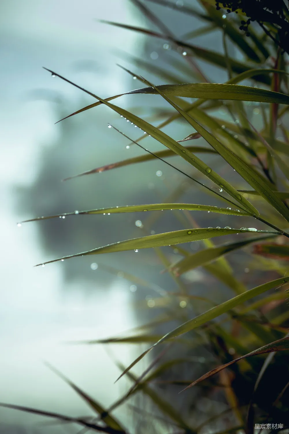 高清摄影 绿叶植物