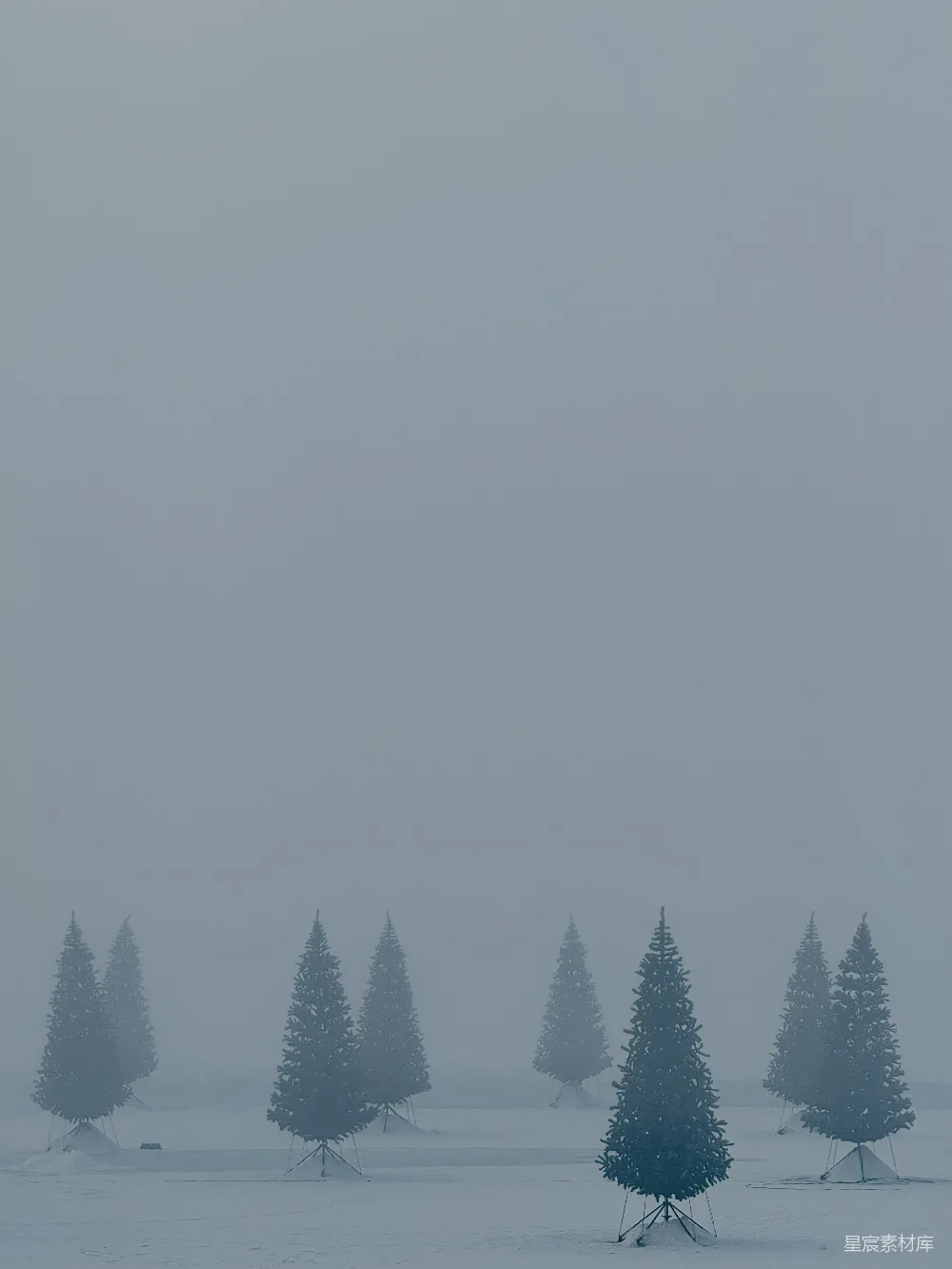 高清摄影 一群站在雪中的树木