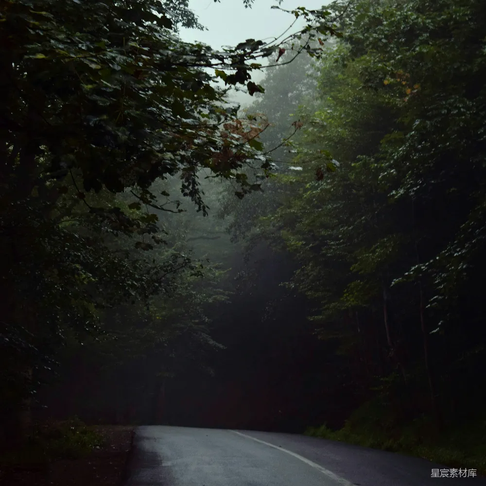 高清摄影 森林中一条空旷的道路