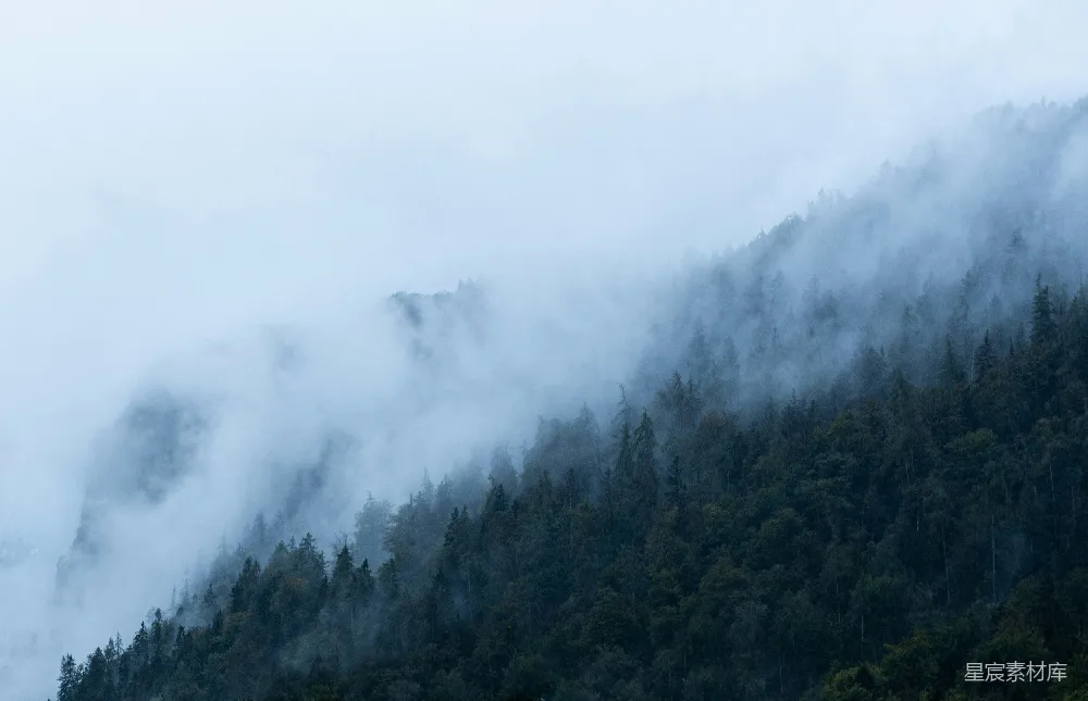 高清摄影 一棵树的森林