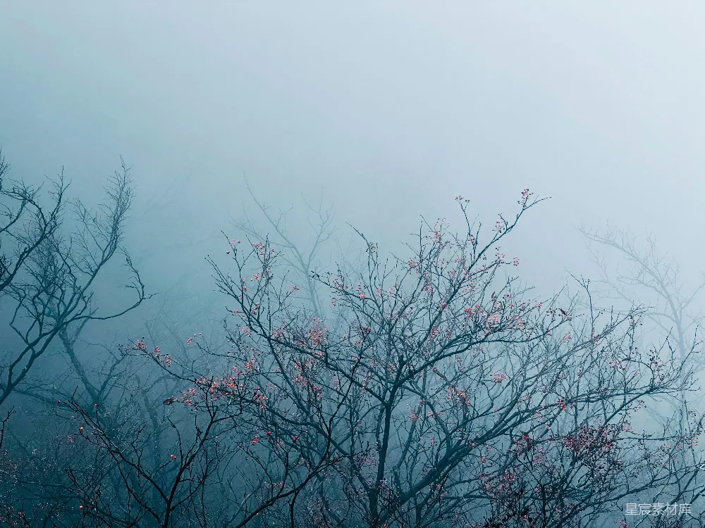 高清摄影 前景中一棵带粉色花朵的雾树