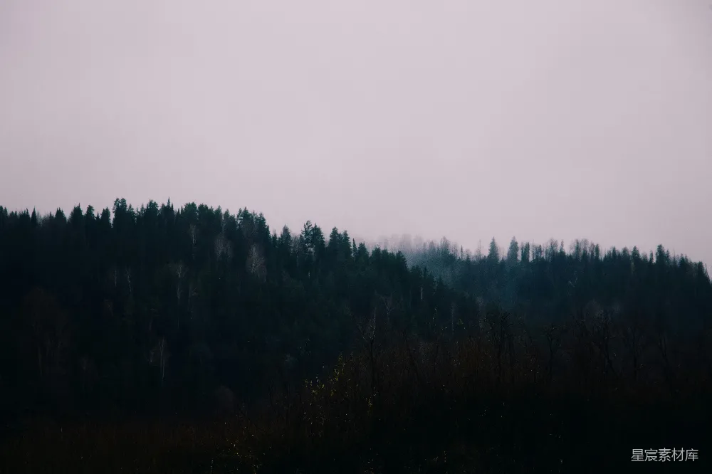 高清摄影 一棵树的森林