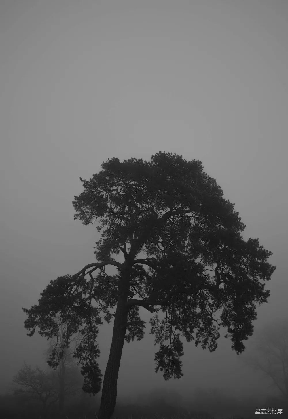 高清摄影 一棵树在雾中的黑白照片