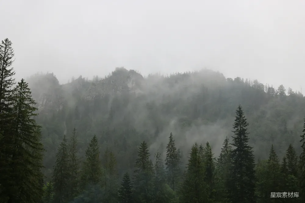 高清摄影 森林中的雾景照片