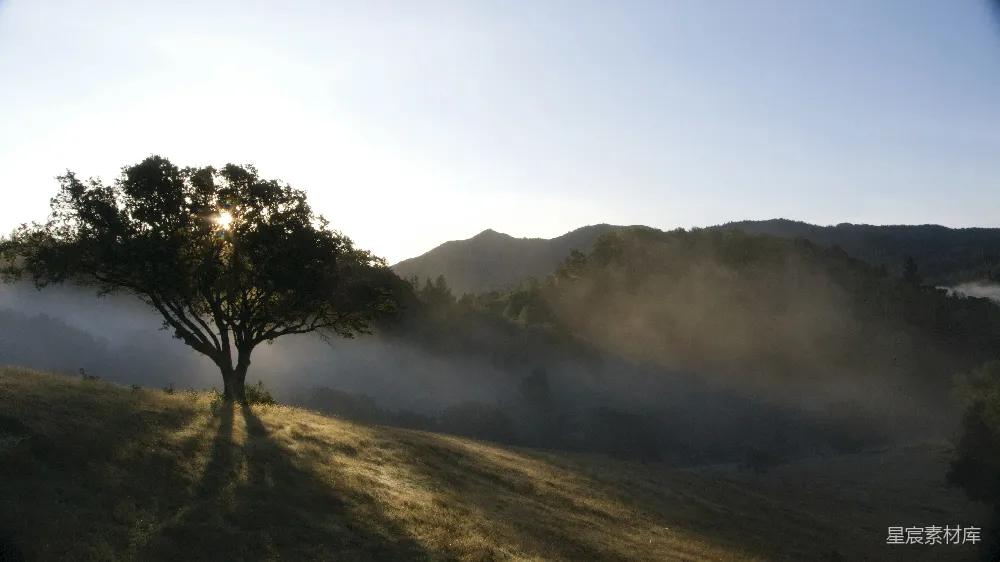 高清摄影 山上的树