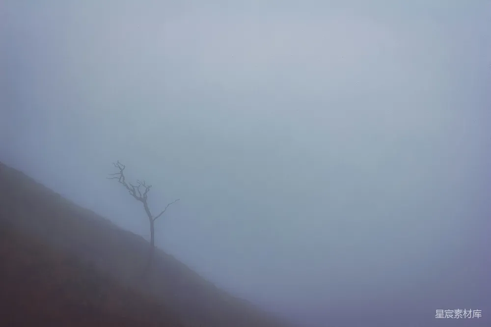 高清摄影 山头一片雾气中的一棵树