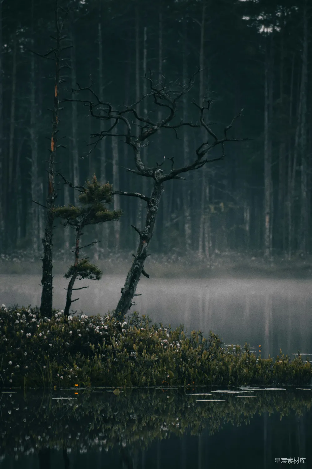 高清摄影 湖边有树木和植物环绕。