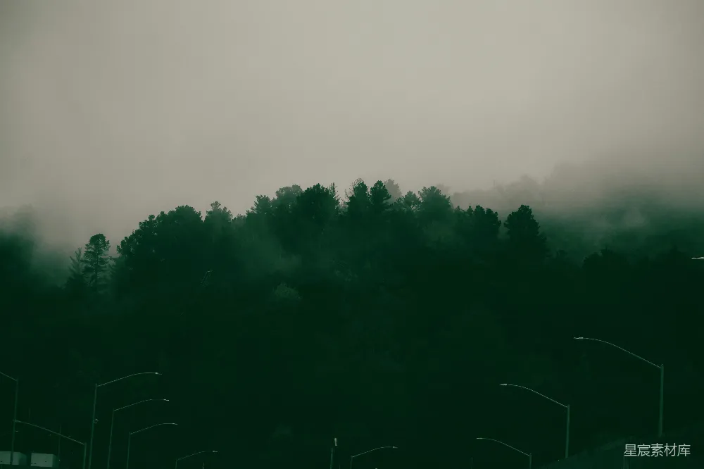 高清摄影 一幅黑白照片中的雾气森林