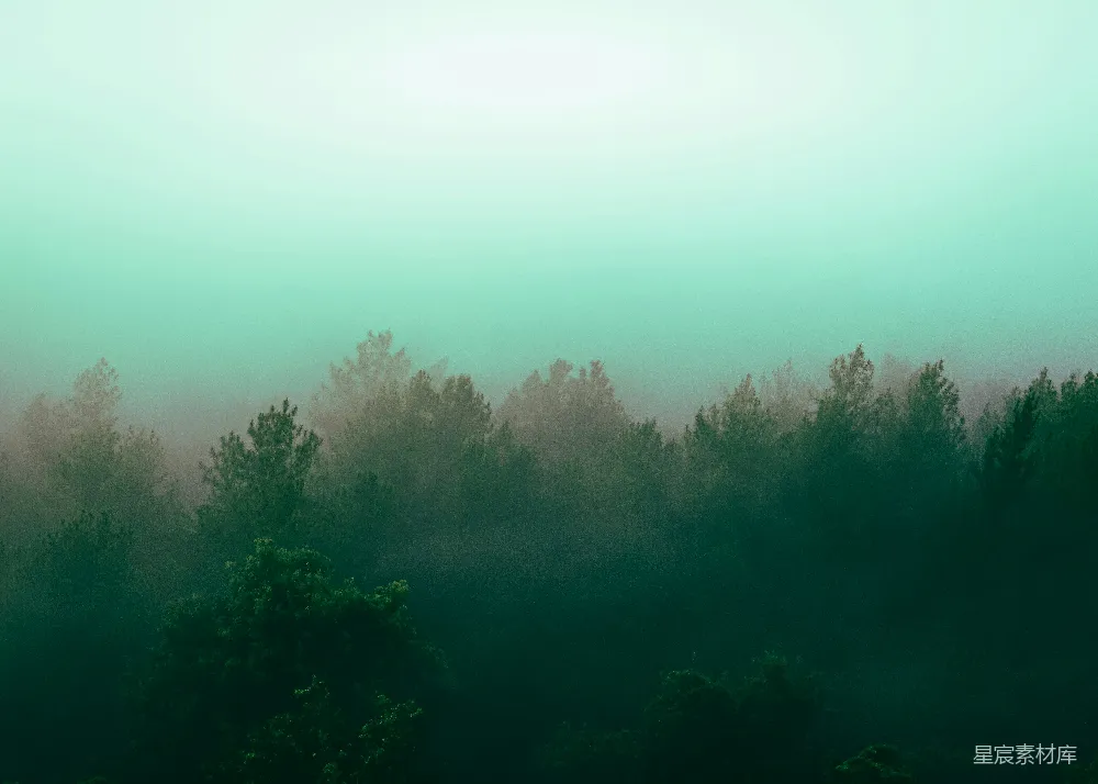高清摄影 满是树木的雾林