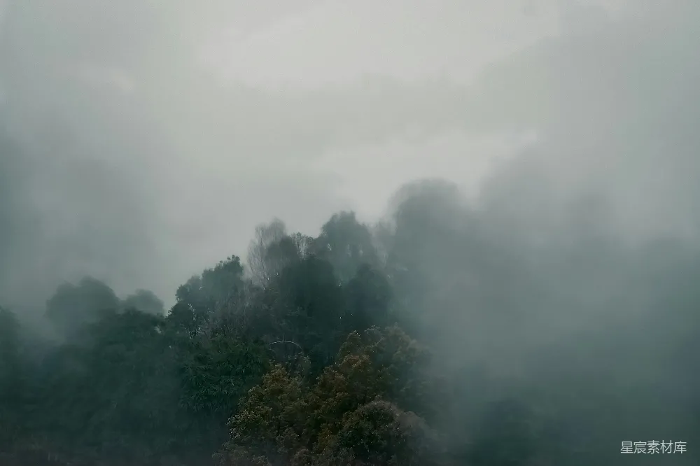 高清摄影 树被薄雾缭绕，阴郁迷茫。