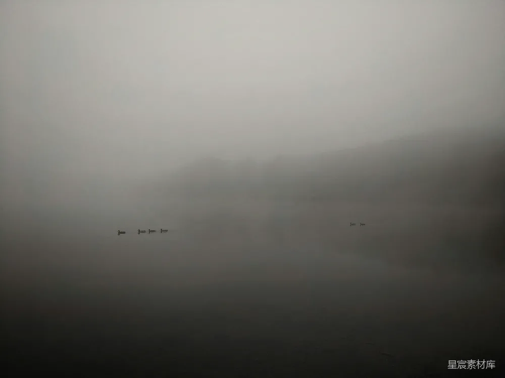 高清摄影 鸭子在水面的黑白摄影