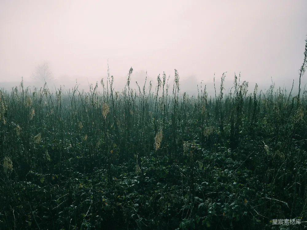 高清摄影 绿色草地