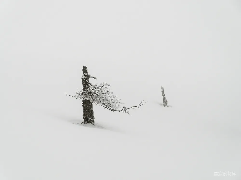高清摄影 雪地中一棵孤树