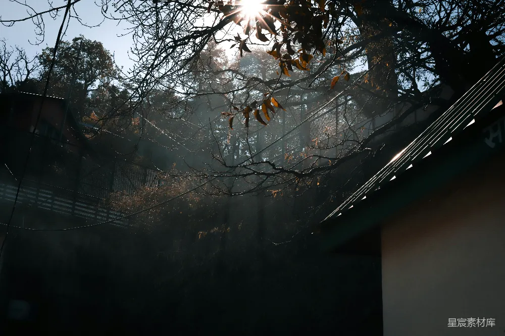 高清摄影 壁纸 棕色树上挂着串灯