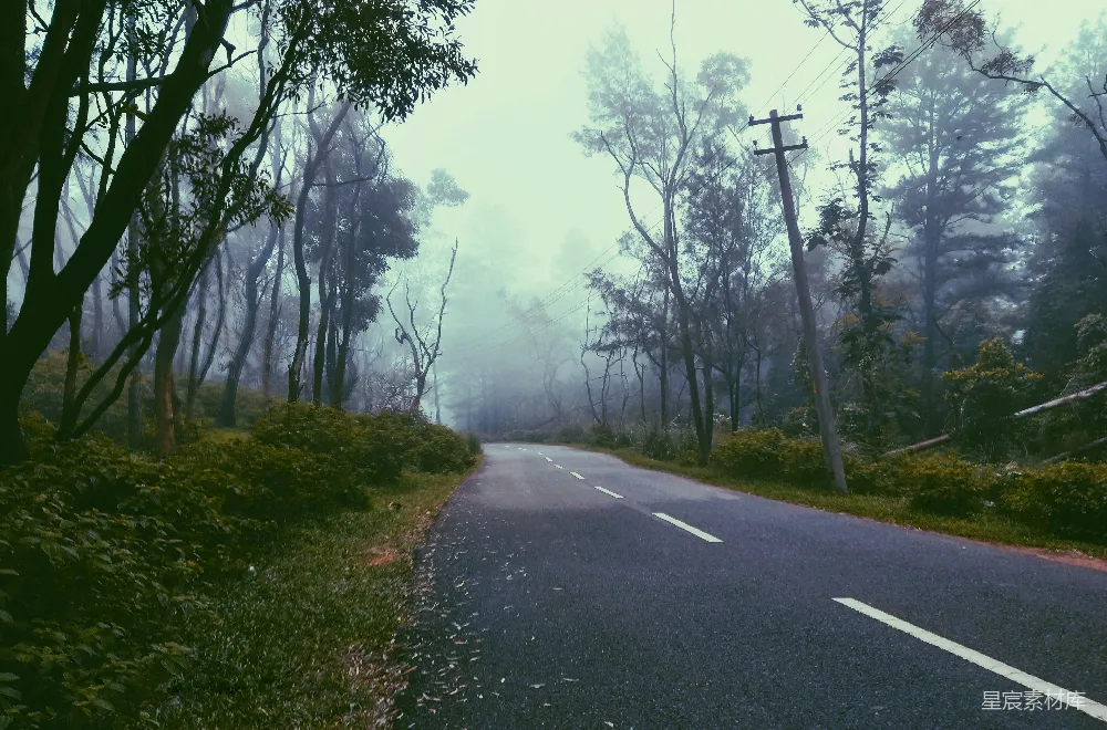 高清摄影 灰暗的混凝土道路两侧是绿树，在雾天里显得格外清晰。