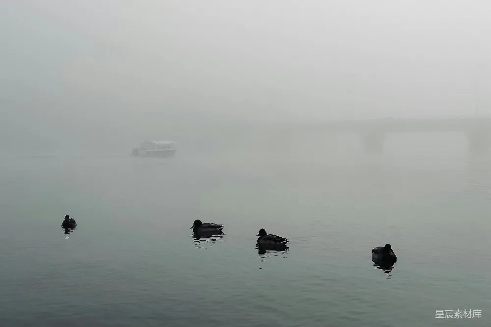 高清摄影 一群鸭子在水体中游泳