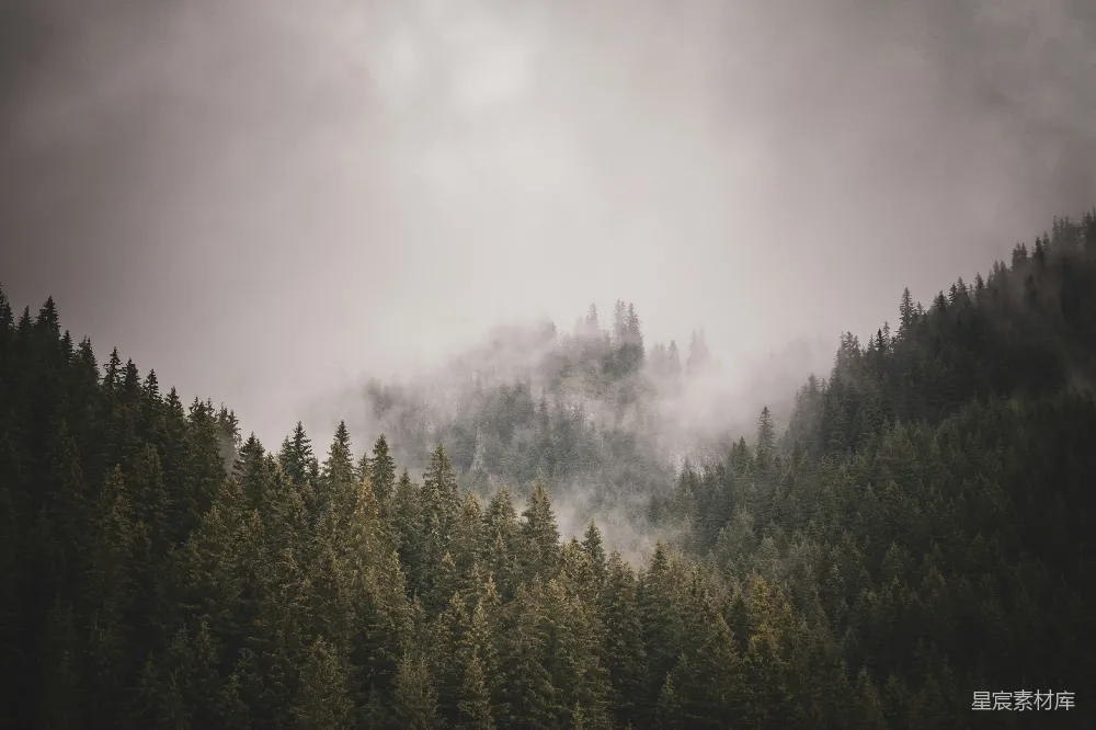 高清摄影 一棵树的森林
