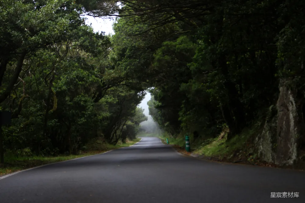高清摄影 灰色的混凝土道路和绿色的树木