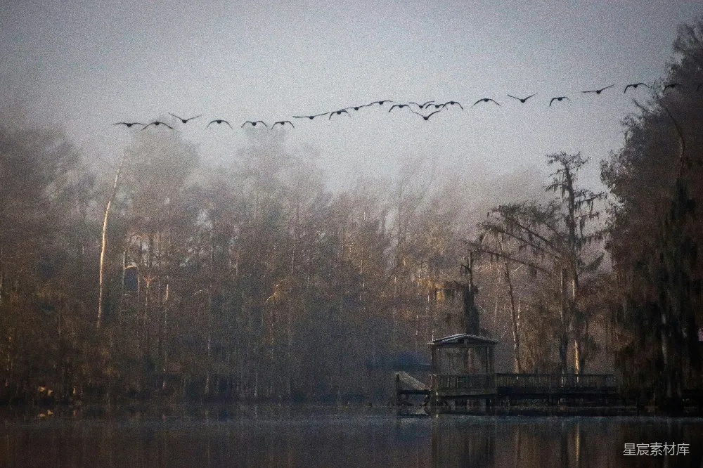 高清摄影 一群鸟在一片水域上空飞翔