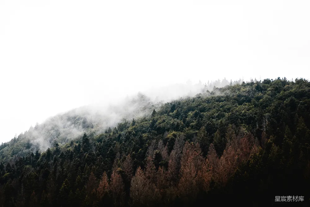 高清摄影 绿树覆盖的山峦