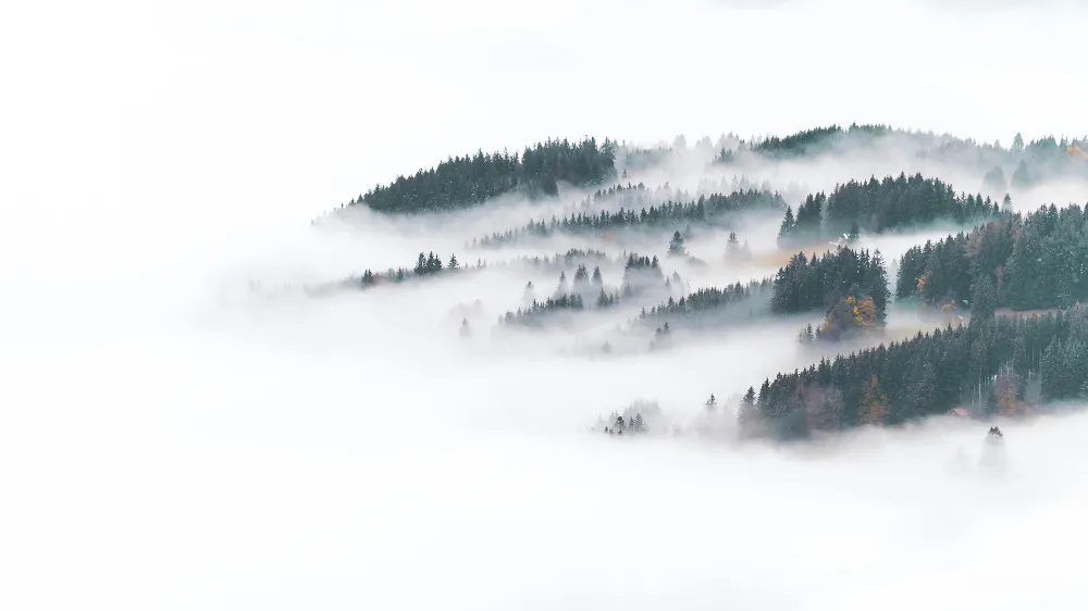 高清摄影 雾中的树