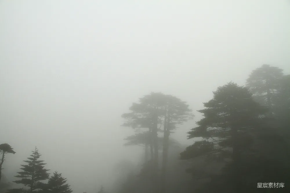 高清摄影 浓雾笼罩着森林中高大的树木，营造出一种神秘的氛围。