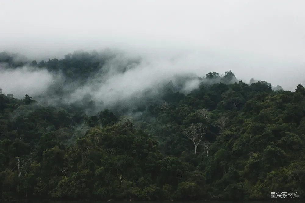 高清摄影 一片树林