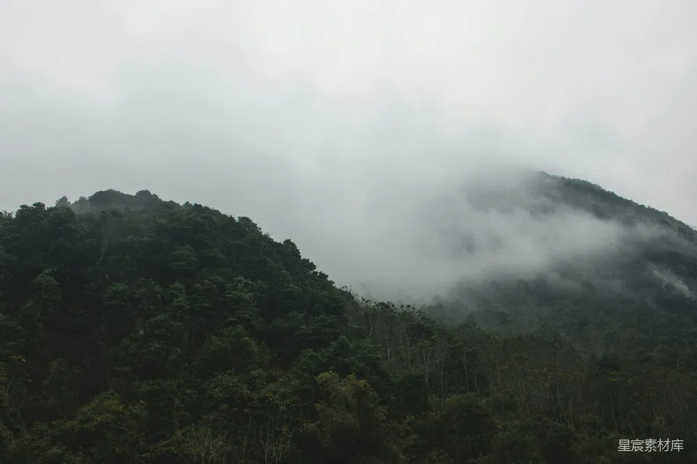 高清摄影 带雾的森林